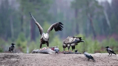 Eagles on Prey Stock Footage 281147315