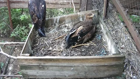 Eagles sit in the nest and wait for the daddy of the eagle Stock Footage 158609560