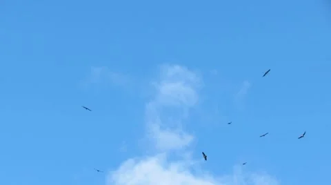 Eagles in the sky Stock Footage 45536638