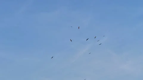 Eagles soaring in the blue sky Stock Footage 264085666