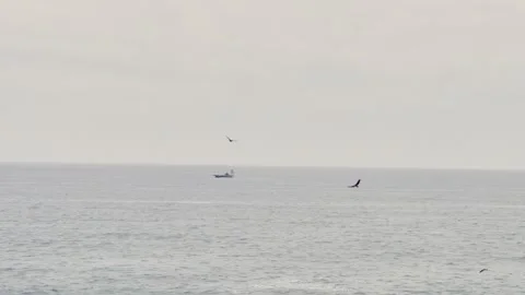 Eagles Soaring Over the Sea Stock Footage 310500595