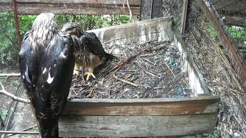 Eagles stand in the rain in the nest Stock Footage 158609599