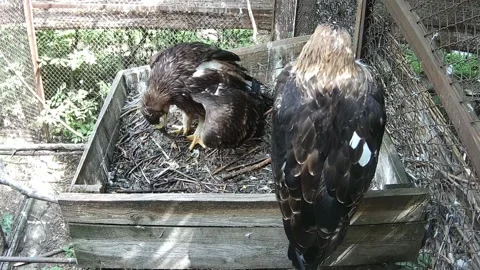 Eagles stand in the rain in their nests and eat Stock Footage 158609598