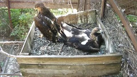 Eagles staying on the neast Stock Footage 159062125