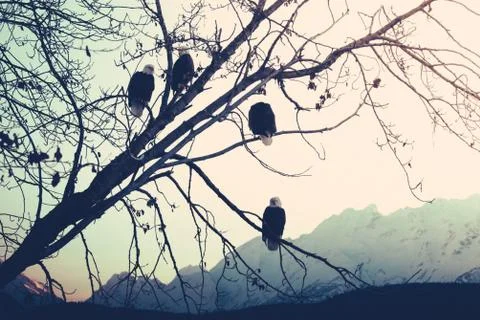Eagles at sunset Stock Photos