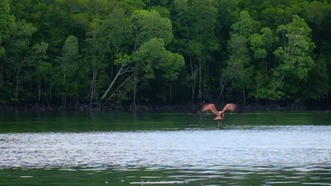 Eagles taking fish from the water surface in Asian lake Stock Footage 267100056