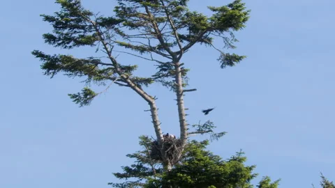Eagles in tall tree being harassed by crows Stock Footage 168994811