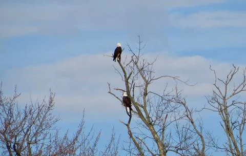 Eagles in the tree Stock Photos