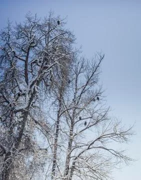 Eagles in the treetops Stock Photos