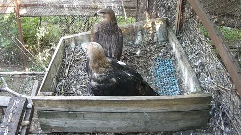 Eagles wait for their prey in the nest Stock Footage 159961146