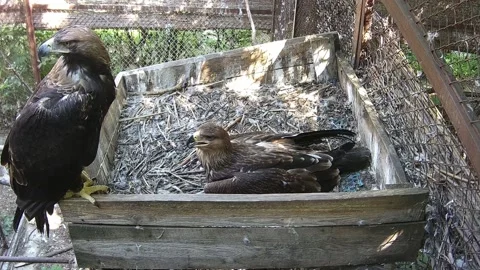 Eagles waiting for the dad eagle with pray Stock Footage 159062182