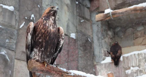 Eagles winter Vidéo 168310223