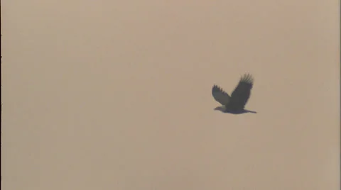 Eagles,flying, Alaska, Stock Footage 27346448