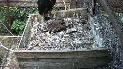 Eaglet chick after lunch lay down to rest while mom guards the nest Stock Footage 156750727
