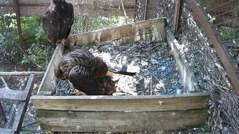 The eaglet is cleaning its feathers while mom watches him Video stock 159062219