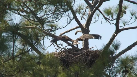 Eaglet Stock Footage 314776269