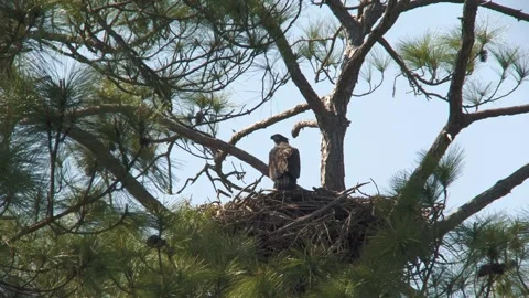 Eaglet Stock Footage 314776271