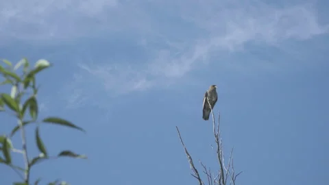 Eaglet resting on the tip of a tree branch, blue sky Stock Footage 234903861