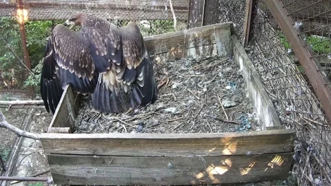 Eaglet tries to take off for the first time Video stock 159062197