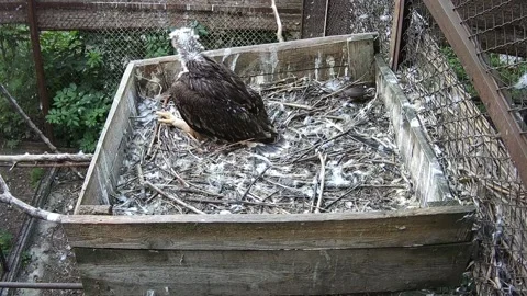 The eaglet was left alone in the nest, waiting for its mother to arrive Stock Footage 156750728