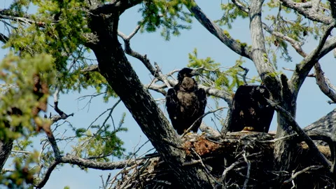 Eaglets, Bald in nest, 9-weeks old, standing on nest,nature, 4k 動画素材 278755817