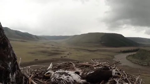 Eaglets in the nest against the backdrop of mountain valley and the river 動画素材 57401314