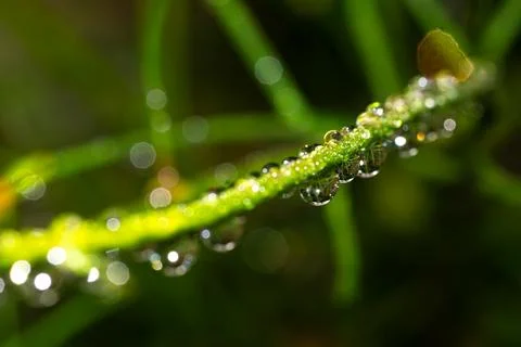 Eain water drops on a plant Stock Photos