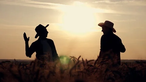 Eam work. Two farmers stand at sunset in a wheat field, and discuss the new crop Stock Footage 116300680