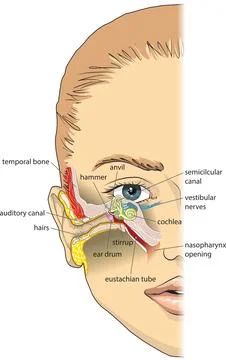 Ear Anatomy Diagram Stock Illustration