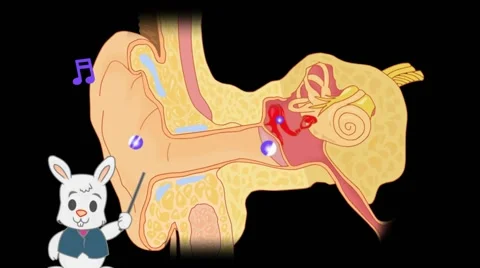 Ear Anatomy  - Vector Cartoon - Black Background - rabbit Stock Footage 60252400