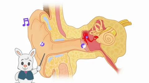 Ear Anatomy  - Vector Cartoon - White Background - rabbit Stock Footage 60248406