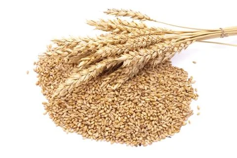 Ear and a grain of the wheat Stock Photos