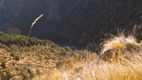 Ear and wild mountain landscape in the background Stock Footage 71287655