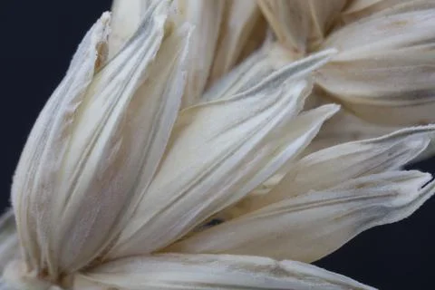 Ear of barley with grains in the outer shell close-up on a dark background Stock Photos