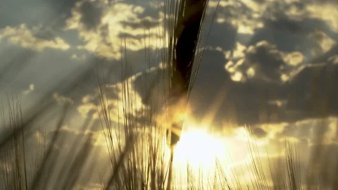 Ear of barley on sunset Stock Footage 108690562