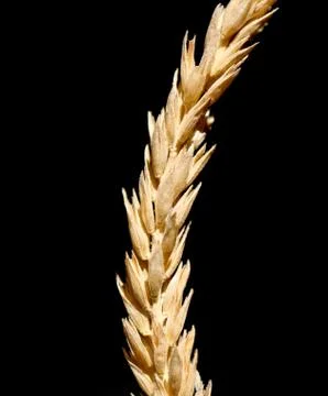 Ear on a black background Stock Photos