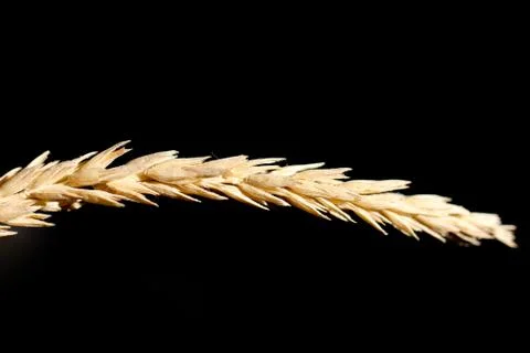 Ear on a black background Stock Photos