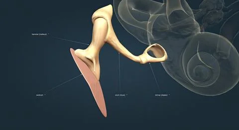 The ear bone, also called the Auditory Oscillum, is any of the three small .. Stock Illustration