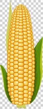 An ear of bright yellow corn on the cob, with vibrant green husks against a.. Stock Illustration