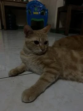 Ear cat 库存照片