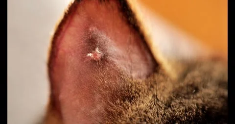 Ear of a cat with a sore has peeled off. Sore mark on a pets ear Stock Footage 274083354