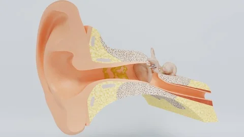 Ear cleaning Stock Footage 79860072