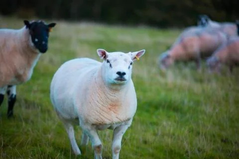 Ear cliped sheep  Stock Photos