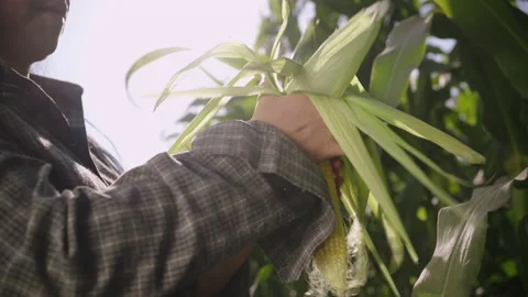 Ear of corn on the background of the plantation in hand Stock Footage 143229209