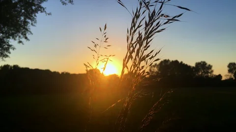 Ear of corn in backlight at sunset Stock Footage 130140612