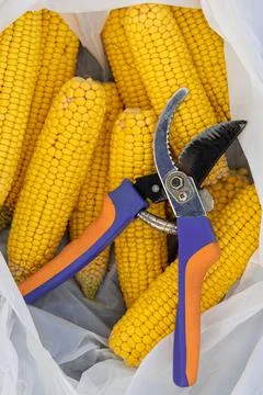 An ear of corn is in a bag Stock Photos