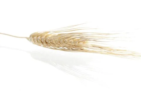 Ear of corn on corn background Stock-Fotos