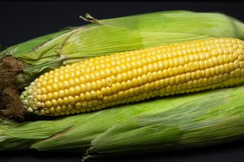 Ear of corn on a dark background. Fresh corn on the cob. Stock Photos