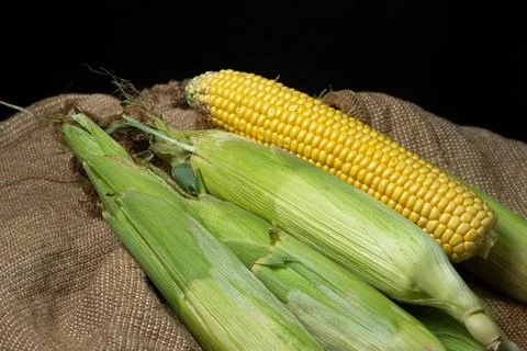 Ear of corn on a dark background. Fresh corn on the cob. Stock Photos