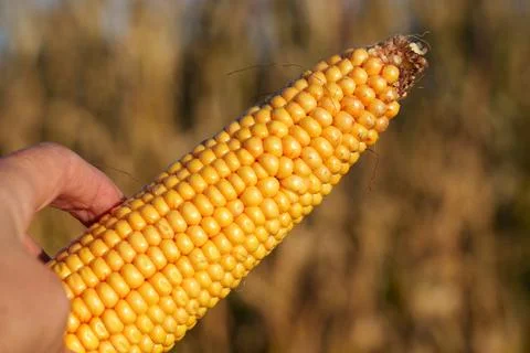 An ear of corn with densely packed yellow kernels Stock Photos